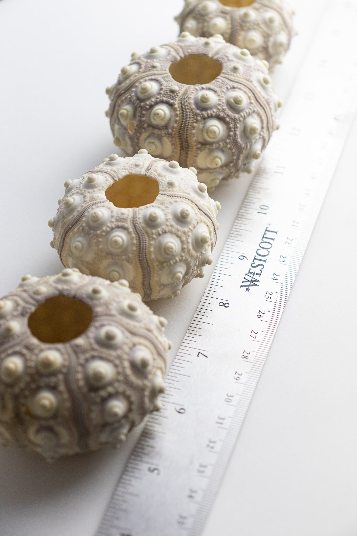 Sputnik Urchin