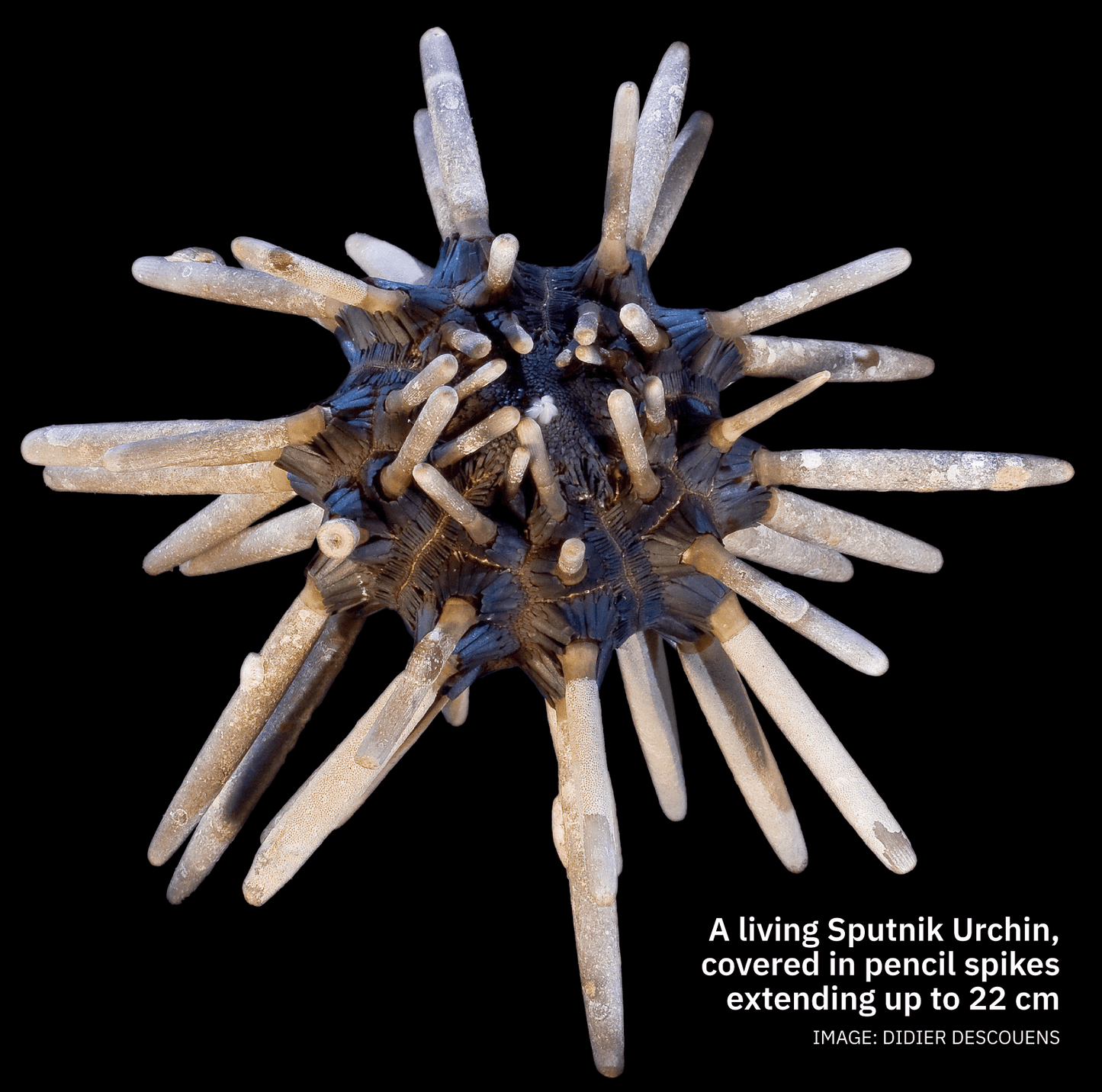 Sputnik Urchin