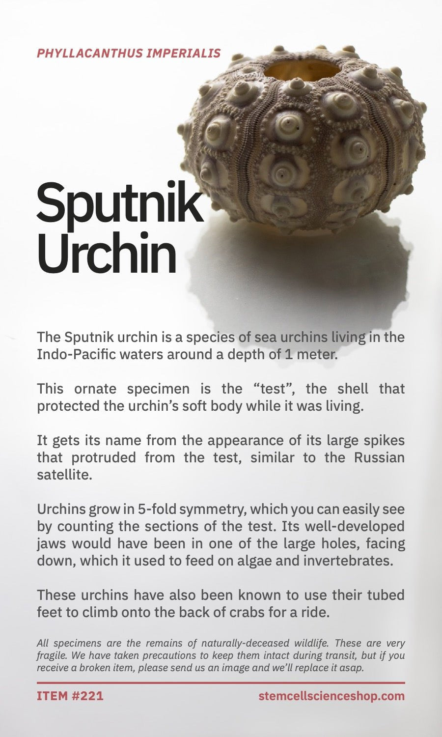 Sputnik Urchin