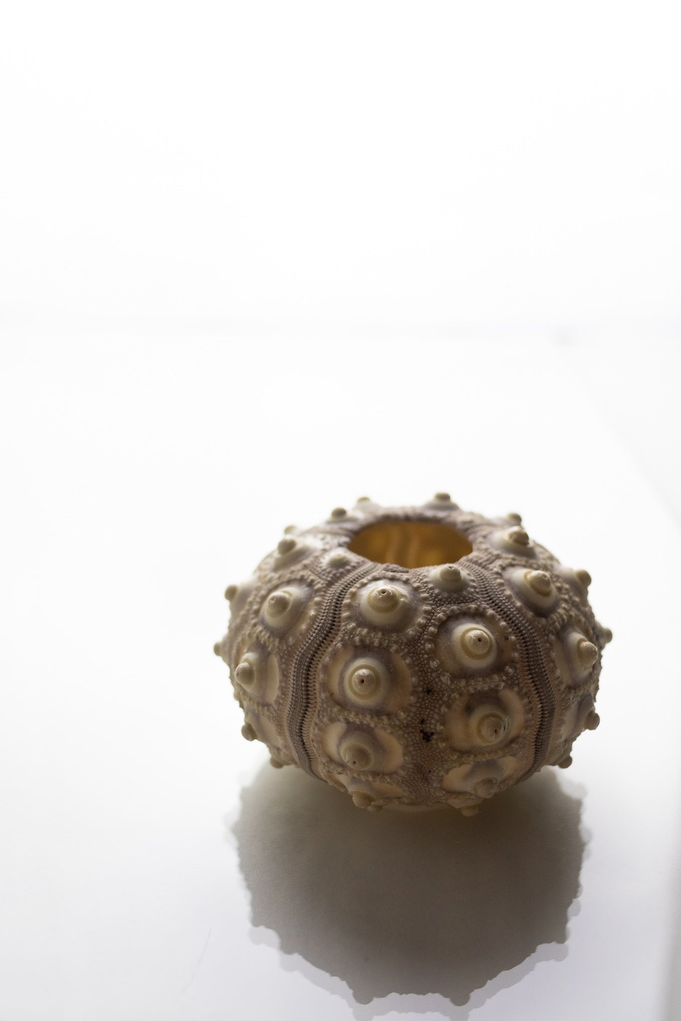 Sputnik Urchin