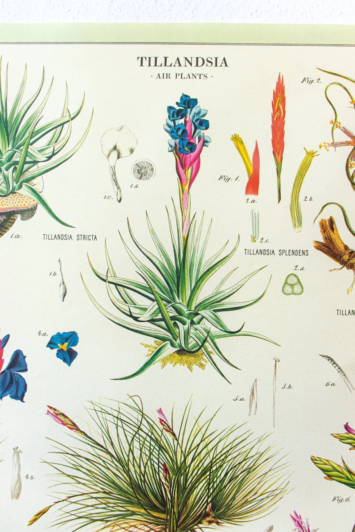 Tillandsia Scientific Chart