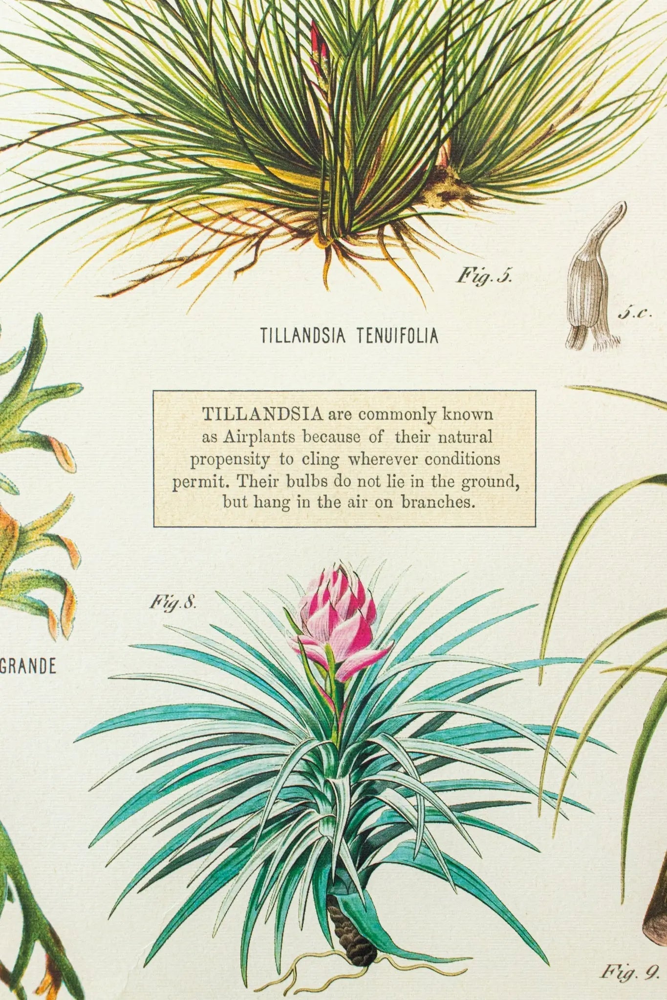 Tillandsia Scientific Chart