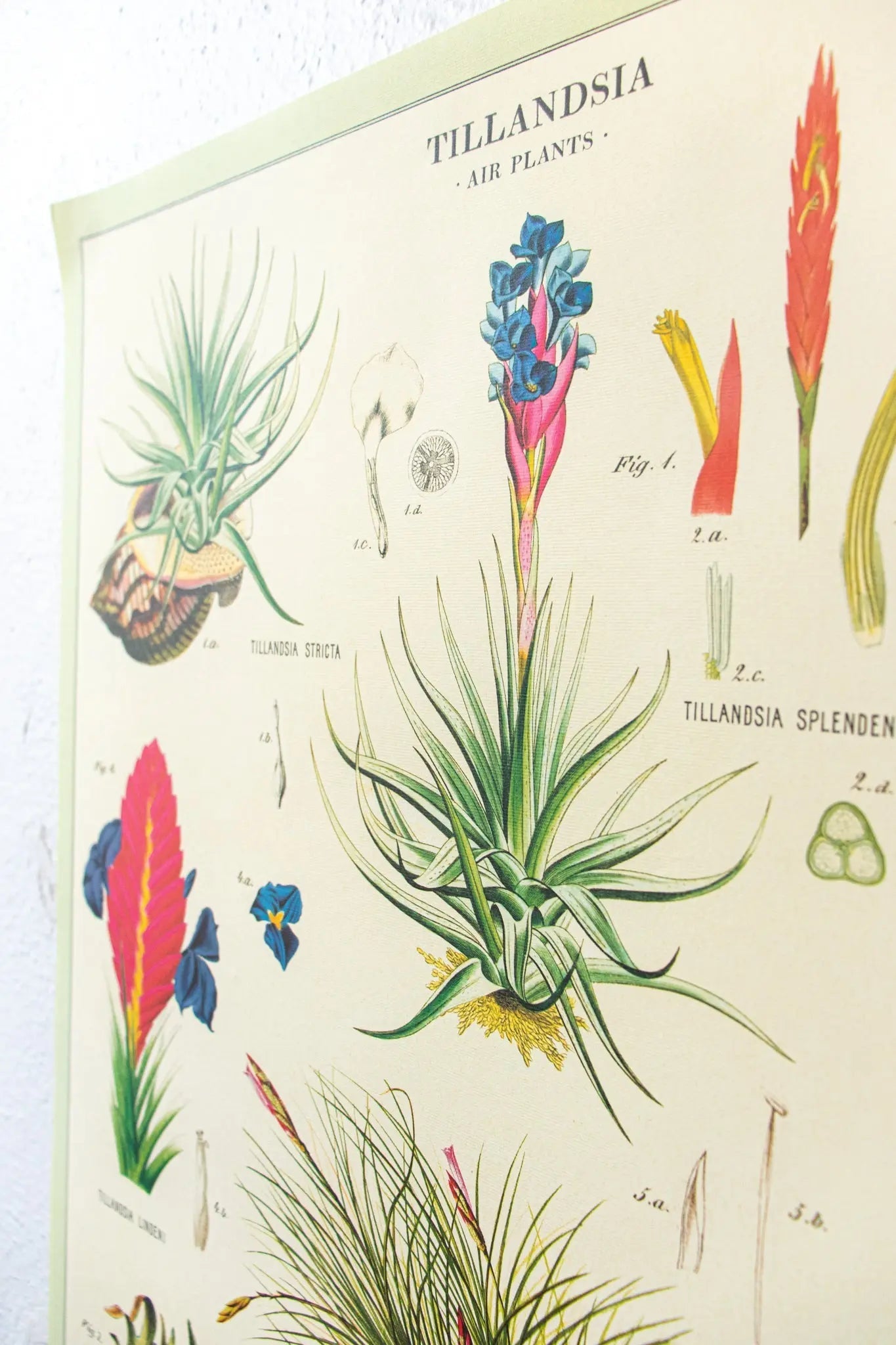 Tillandsia Scientific Chart