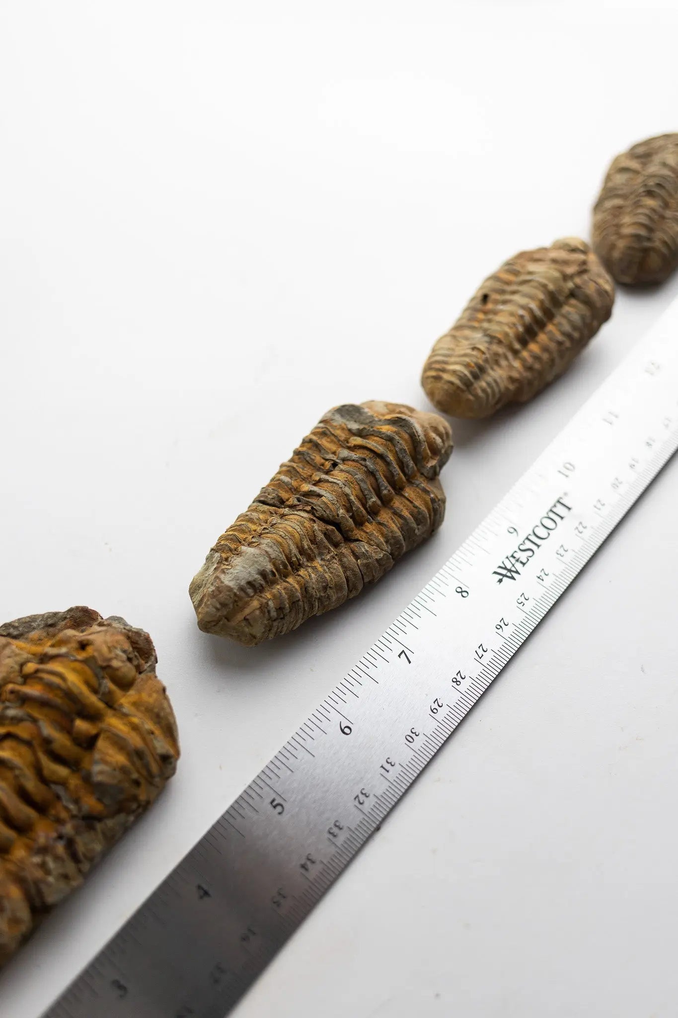Trilobite Fossil