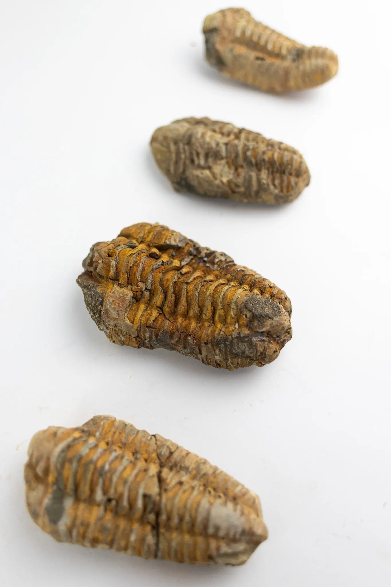 Trilobite Fossil