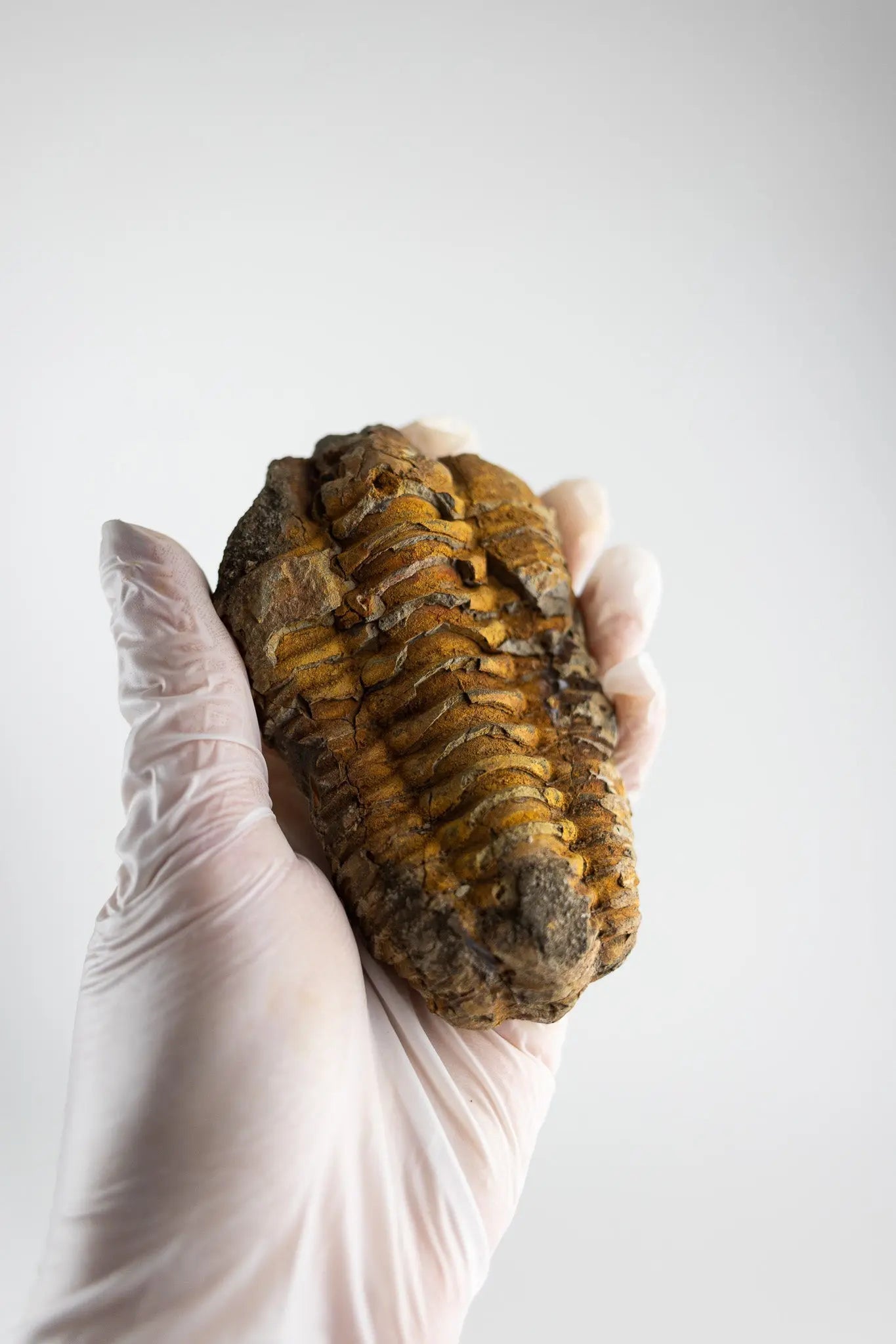 Trilobite Fossil