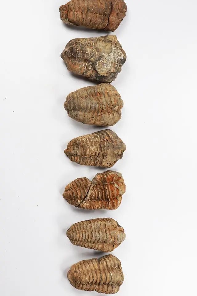 Trilobite Fossil