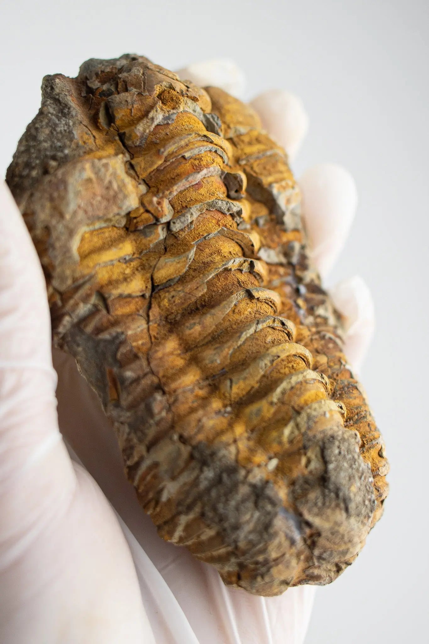 Trilobite Fossil