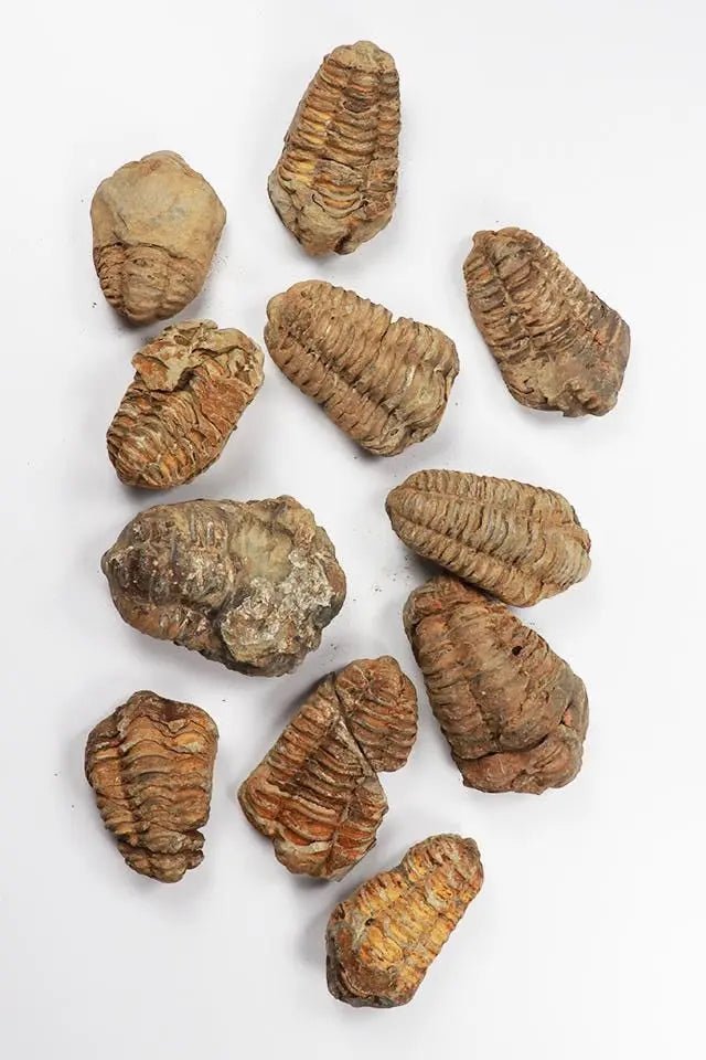 Trilobite Fossil