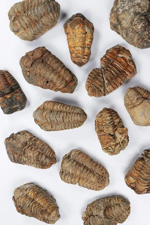 Trilobite Fossil