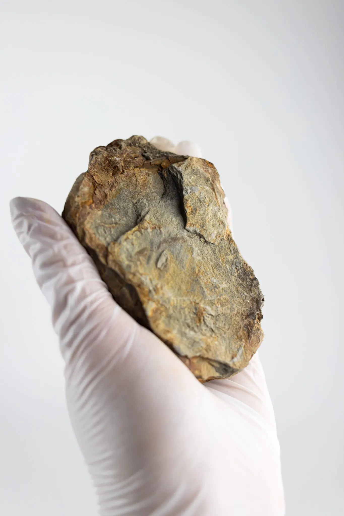 Trilobite Fossil