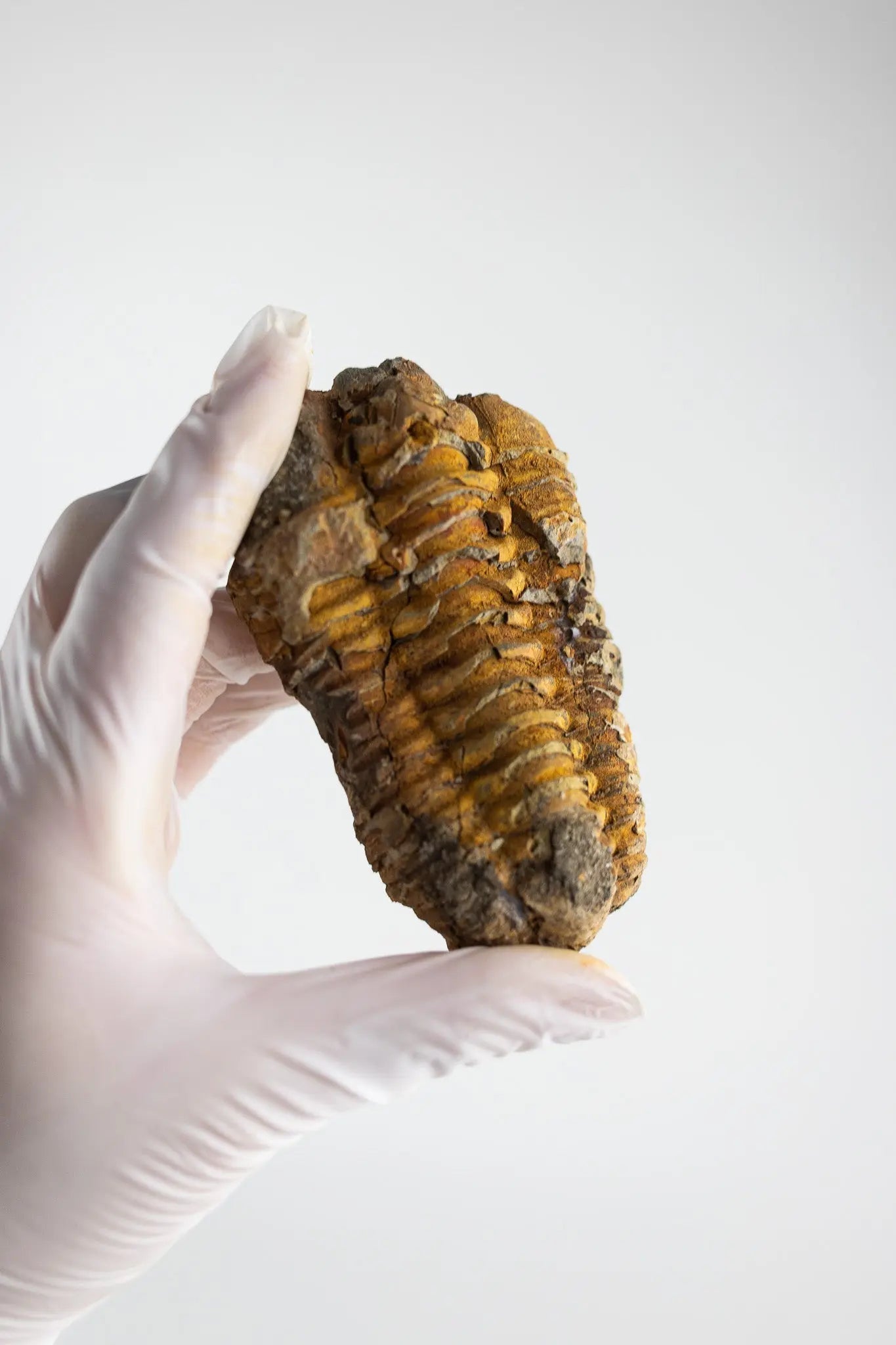 Trilobite Fossil