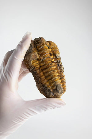 Trilobite Fossil