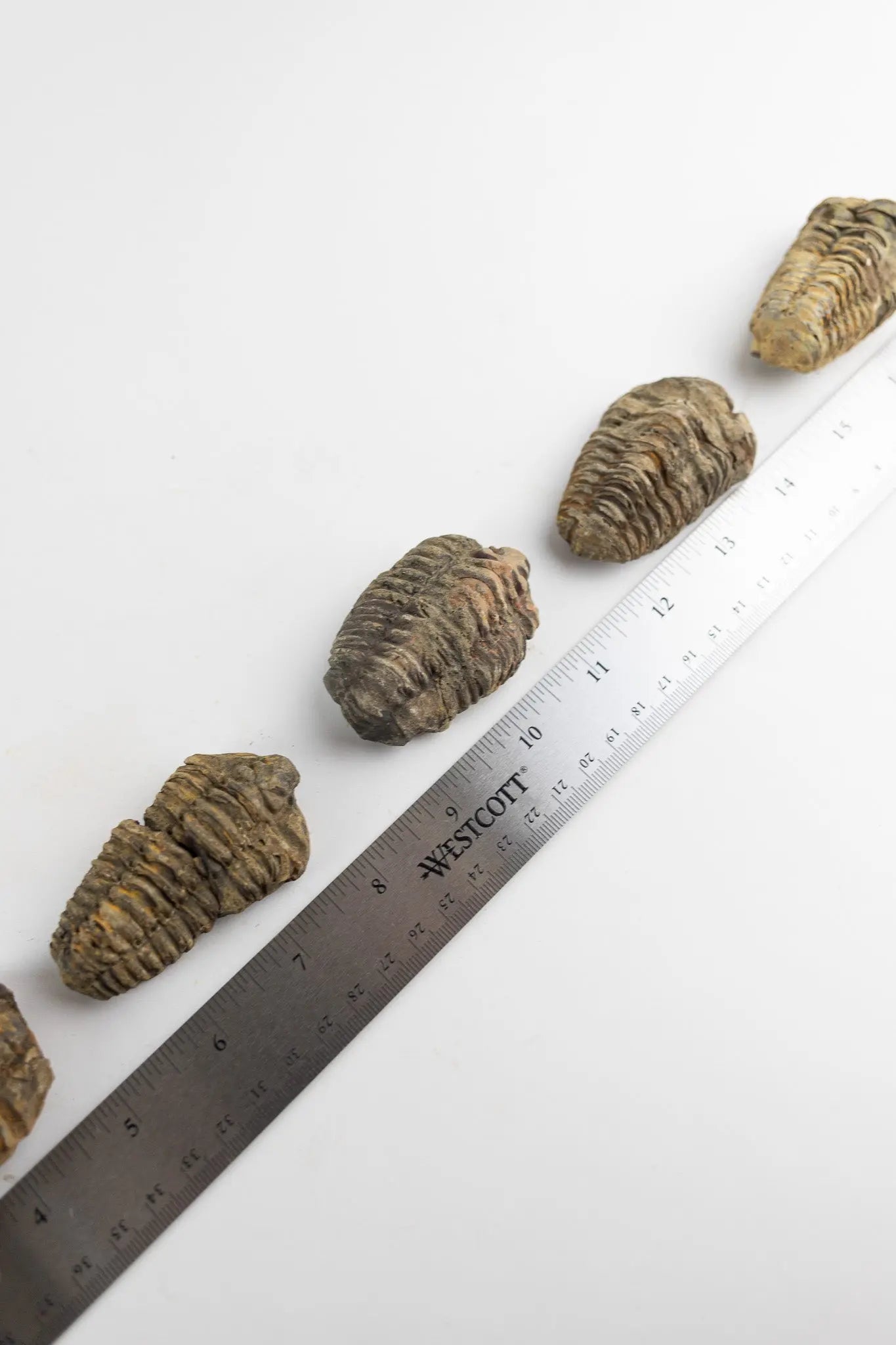 Trilobite Fossil