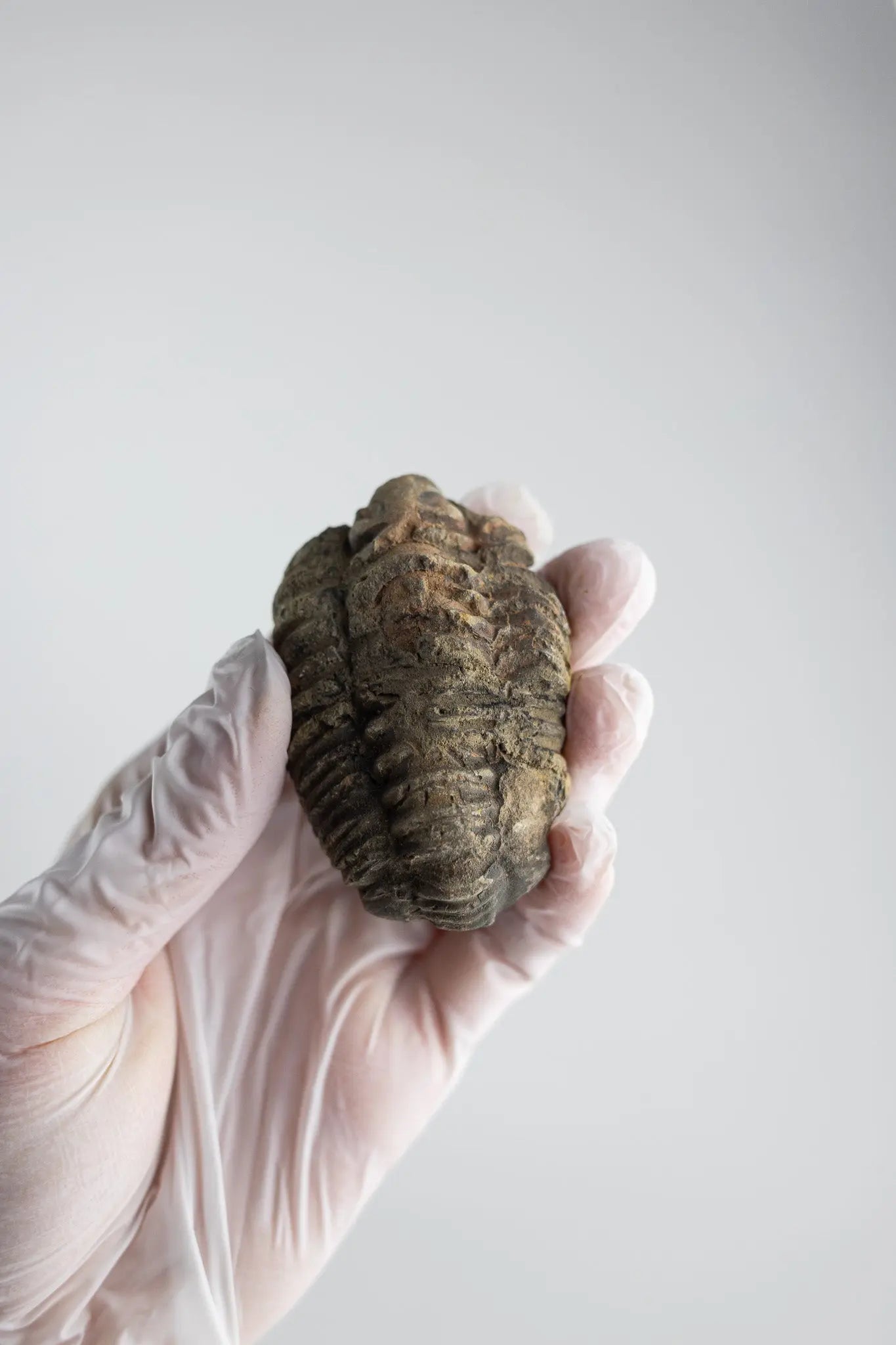 Trilobite Fossil
